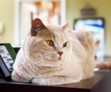 Eastgate Veterinary Clinic