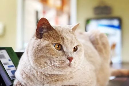 Eastgate Veterinary Clinic