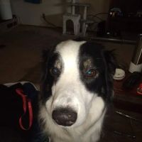 Town & Country Animal Clinic ico