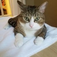 Corvallis Cat Care Veterinary Hospital For Cats ico