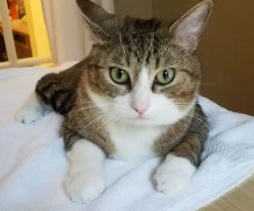 Corvallis Cat Care Veterinary Hospital For Cats