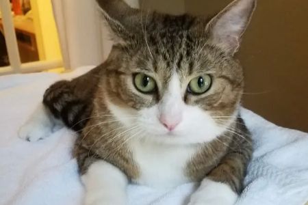 Corvallis Cat Care Veterinary Hospital For Cats