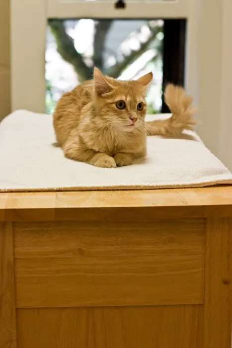 Corvallis Cat Care Veterinary Hospital For Cats 12