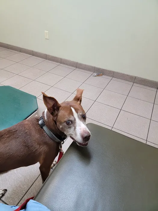 Countryside Animal Clinic 2