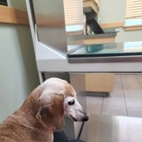 Countryside Animal Clinic ico