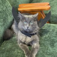 PAW CENTER Veterinary Hospital/Urgent Care WALK-INS WELCOME ico