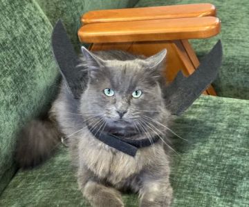 PAW CENTER Veterinary Hospital/Urgent Care WALK-INS WELCOME
