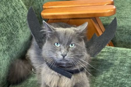 PAW CENTER Veterinary Hospital/Urgent Care WALK-INS WELCOME