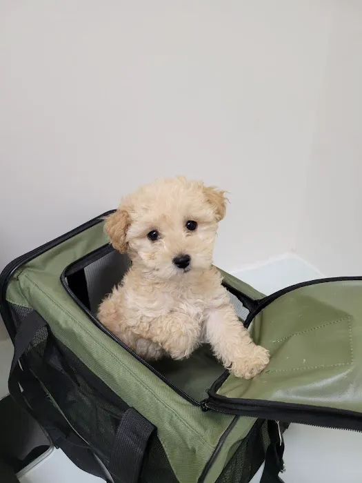 PAW CENTER Veterinary Hospital/Urgent Care WALK-INS WELCOME 12