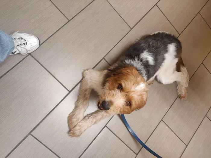 Sharp Pet Hospital 9