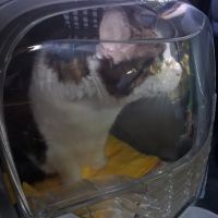 Sharp Pet Hospital ico