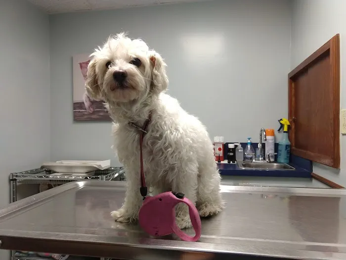 Sharp Pet Hospital 7