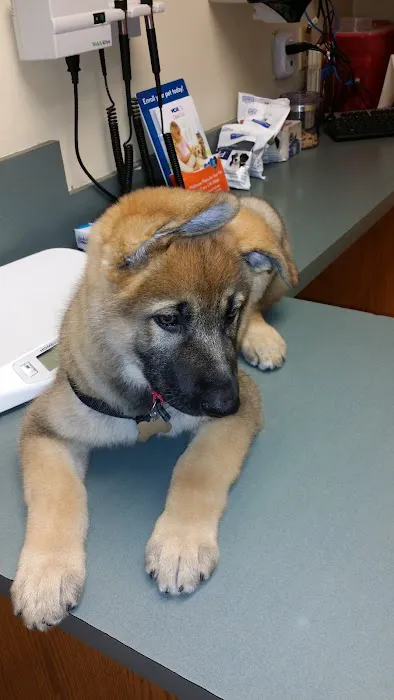 VCA Aacacia Animal Hospital 12