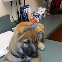 VCA Aacacia Animal Hospital ico