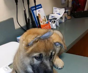 VCA Aacacia Animal Hospital