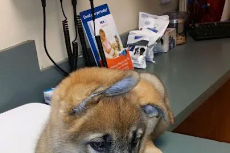 VCA Aacacia Animal Hospital