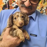 AAA Animal Hospital ico