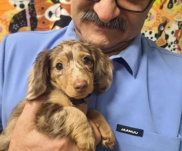 AAA Animal Hospital
