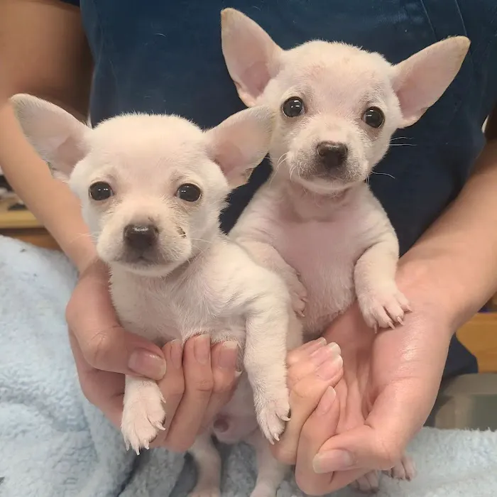 AAA Animal Hospital 9