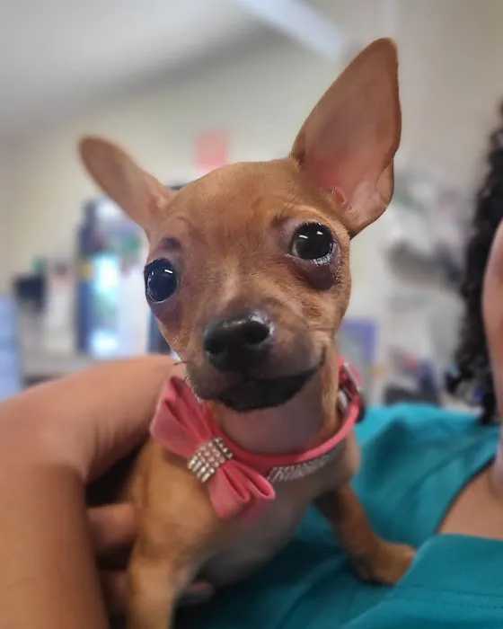 AAA Animal Hospital 3