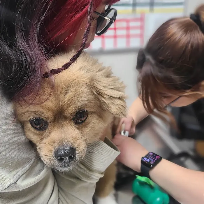 AAA Animal Hospital 2