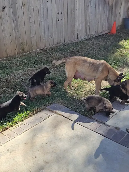 Corona Community Veterinary Hospital 12