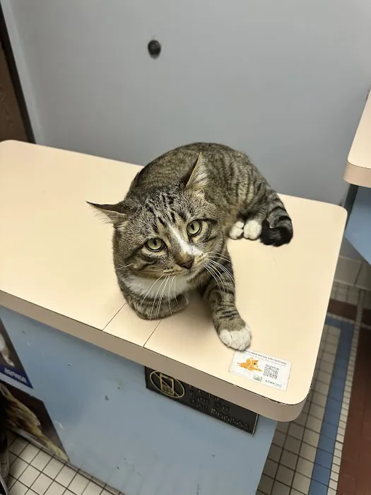 Corona Community Veterinary Hospital 12