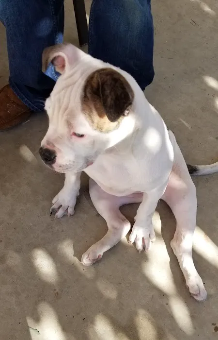 Corona Community Veterinary Hospital 12