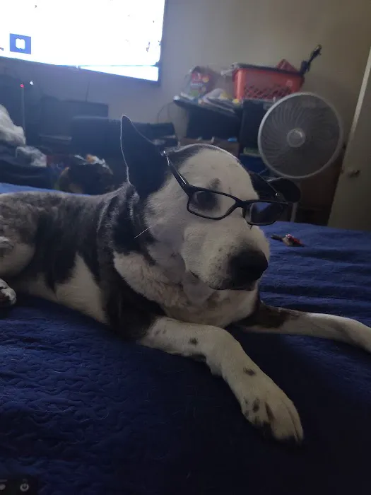 Rialto Animal Hospital: Juarez Shannon DVM 1