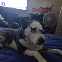 Rialto Animal Hospital: Juarez Shannon DVM ico