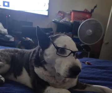 Rialto Animal Hospital: Juarez Shannon DVM