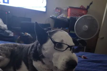 Rialto Animal Hospital: Juarez Shannon DVM