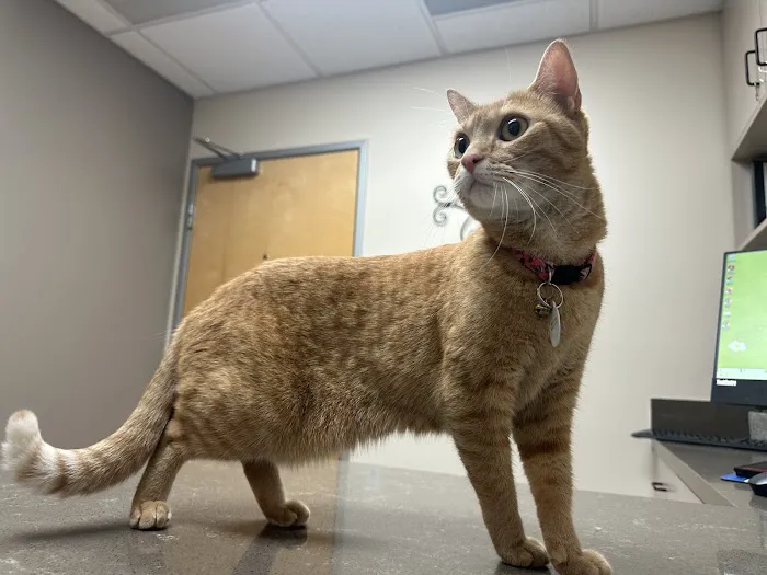 Rialto Cat Hospital 6