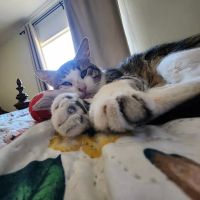 Rialto Cat Hospital ico