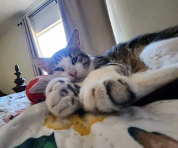 Rialto Cat Hospital