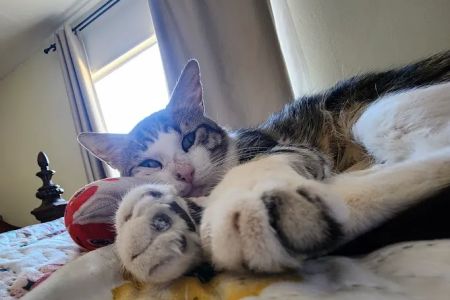 Rialto Cat Hospital