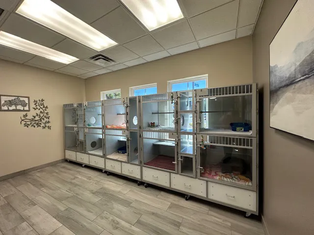 Rialto Cat Hospital 10