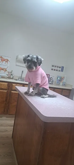 Community Animal Hospital: Ahi K S DVM 3