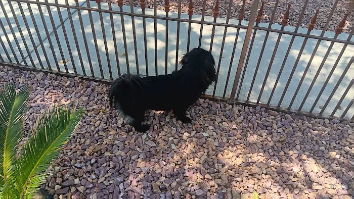 Community Animal Hospital: Ahi K S DVM 2