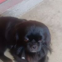 Community Animal Hospital: Ahi K S DVM ico