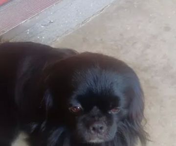 Community Animal Hospital: Ahi K S DVM