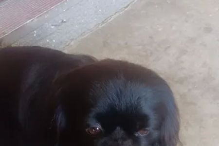 Community Animal Hospital: Ahi K S DVM