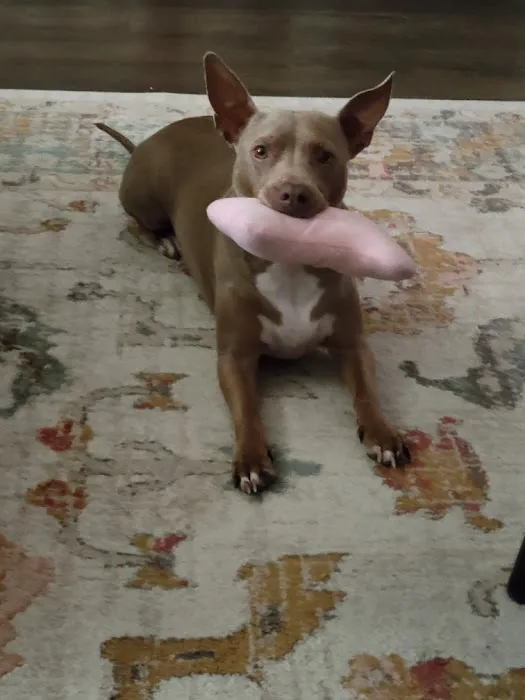 Community Animal Hospital 8