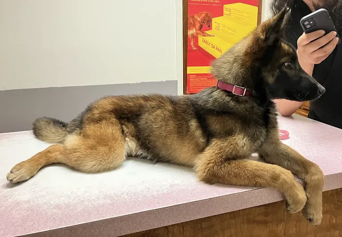 Community Animal Hospital 1