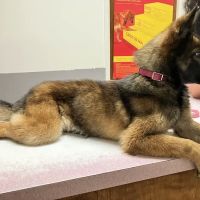 Community Animal Hospital ico