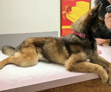 Community Animal Hospital