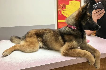 Community Animal Hospital