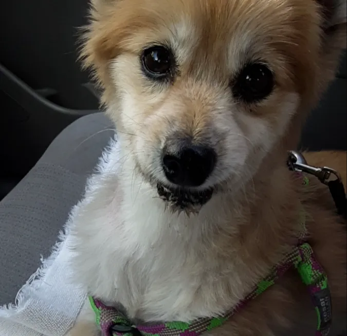 Community Animal Hospital 5