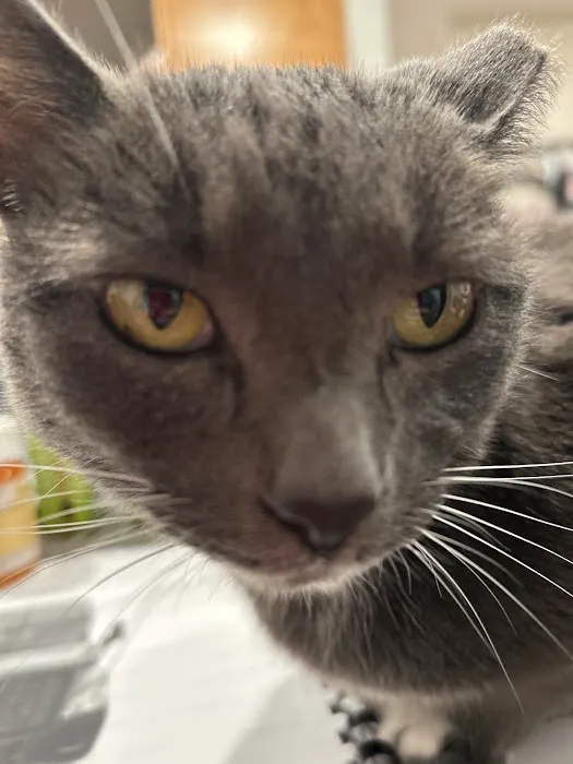 Community Animal Hospital 10