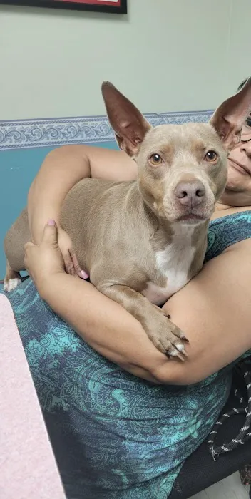 Community Animal Hospital 7